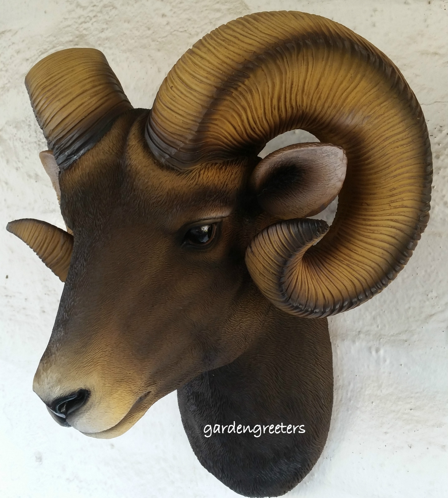 RAM HEAD WALL MOUNT BIGHORN gallery