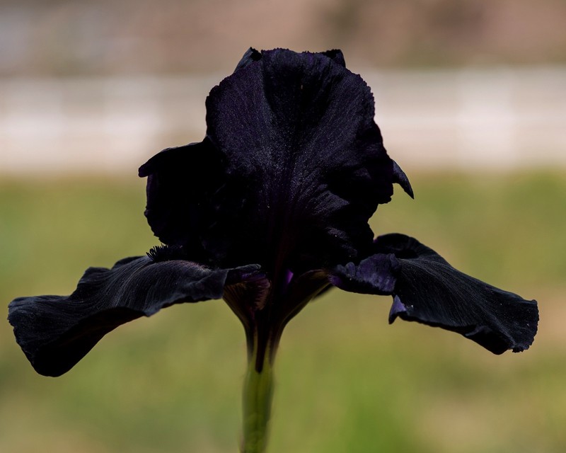 ** HELLO DARKNESS ** Tall Bearded Iris. BLACK, Combined Shipping: Jul - Sep gallery