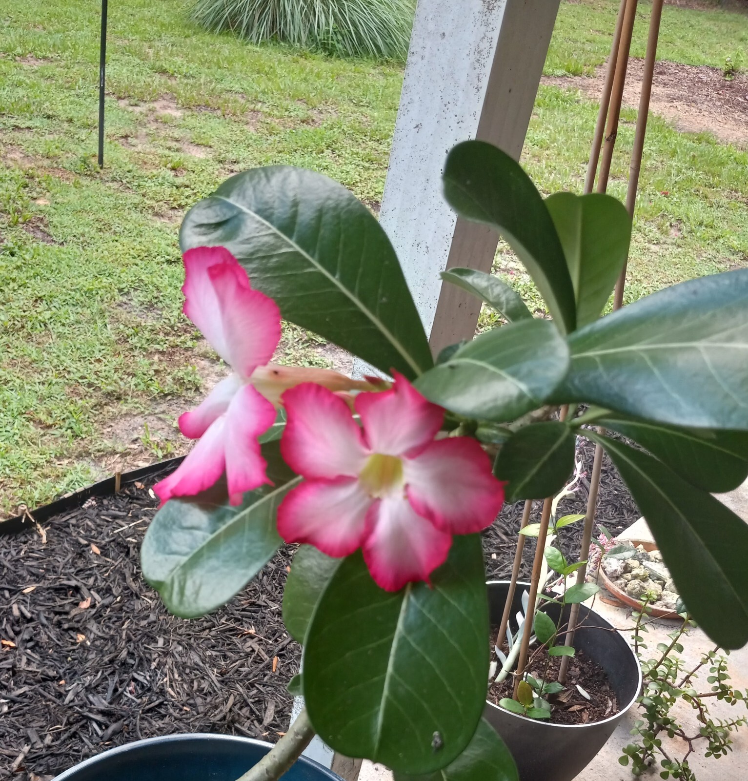 Five Desert Rose (Adenium Obesum) Seeds Florida Grown gallery