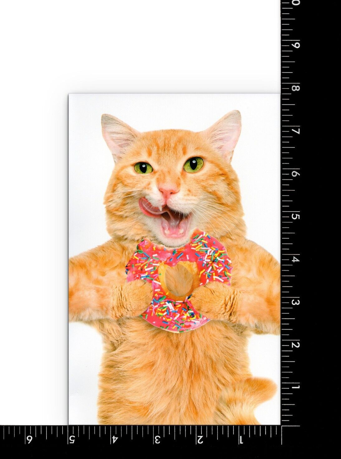 Funny ANYTIME Blank Card, Orange Cat Eating Pink Donut by Premium Greetings + ✉ gallery
