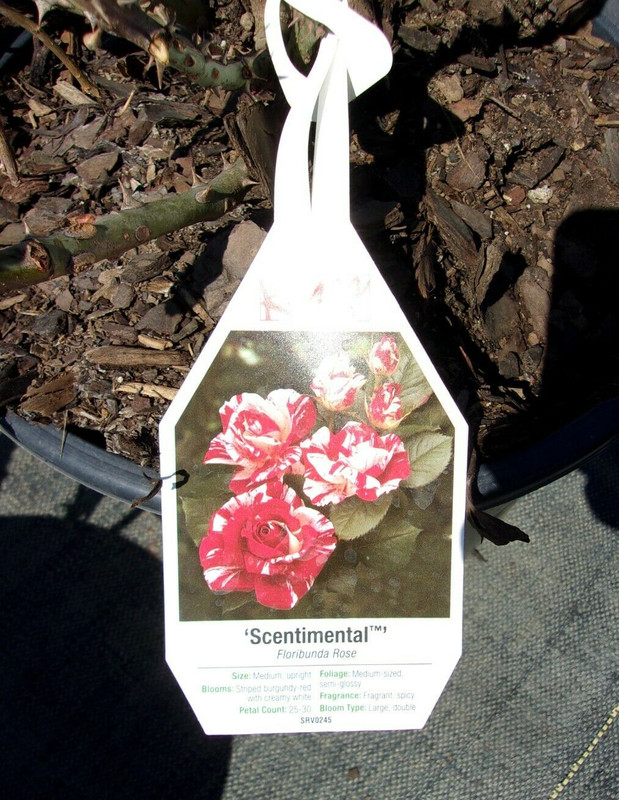 SCENTIMENTAL Floribunda Large Double Blooms Rose 5 Gal Bush Plants Plant Roses gallery
