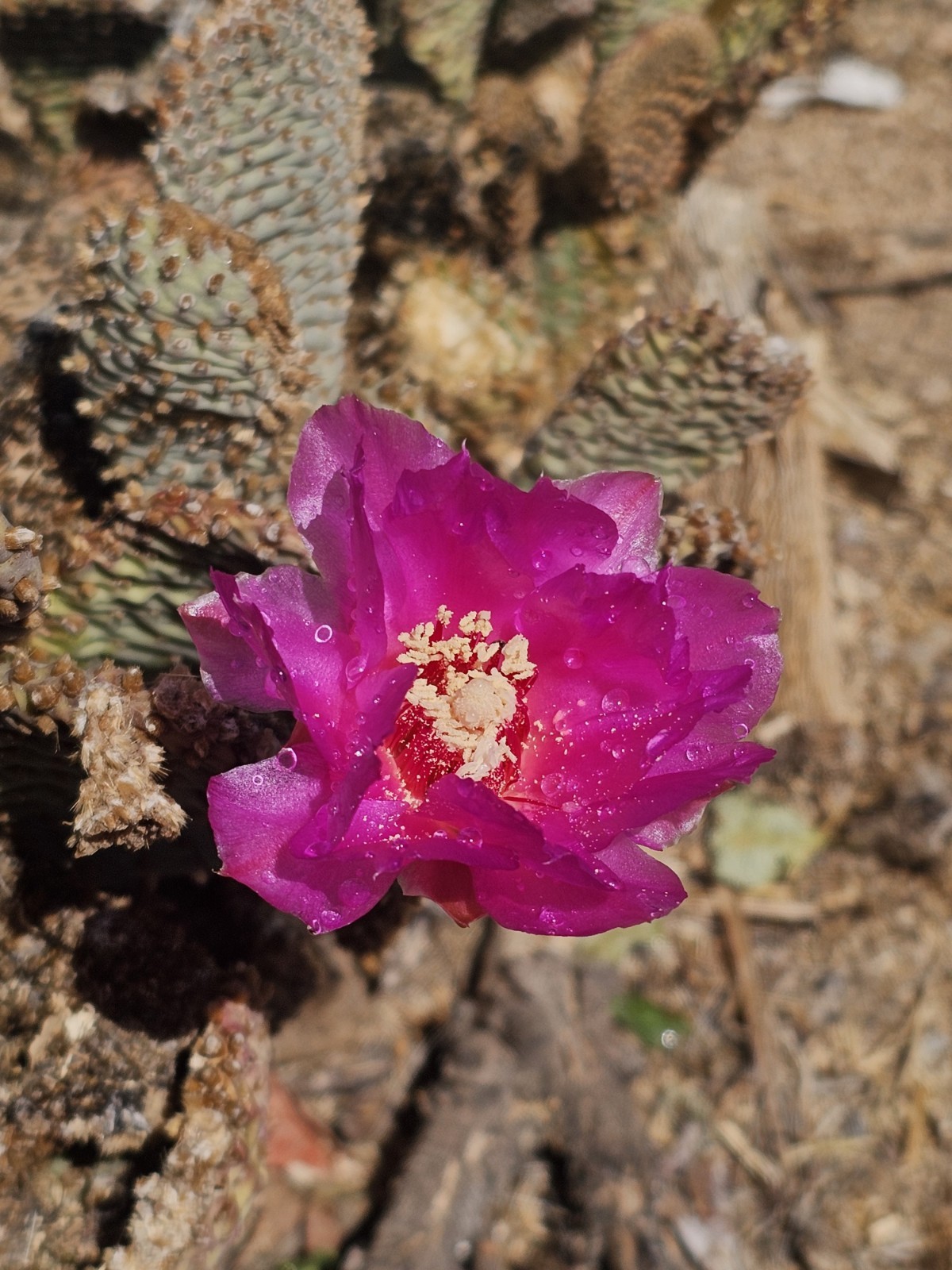 Opuntia Basilaris subs. basilaris, Beaver Tail Cactus, 5 Pads, 3-5" gallery