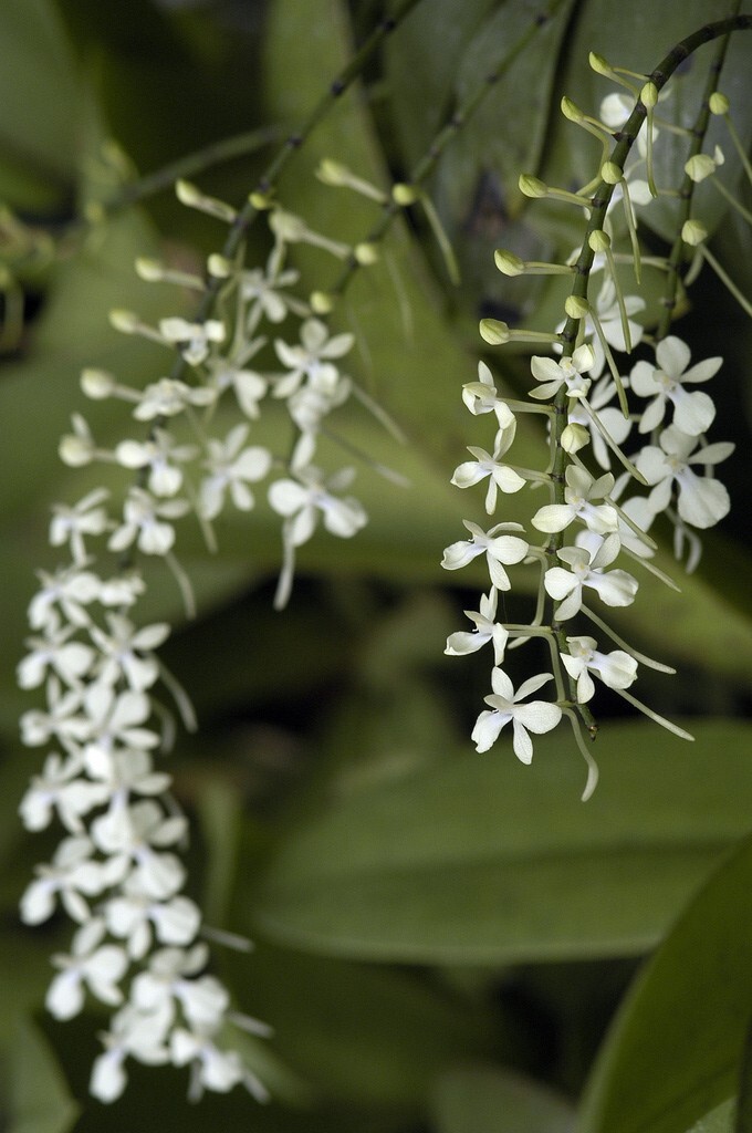 MADAGASCAR MINIATURE WHITE ORCHID SPECIES Aerangis citrata BS plant gallery