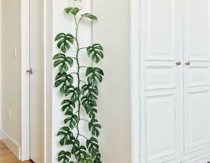 Rhaphidophora tetrasperma | Mini Monstera | Ginny Philodendron | 20_Seeds gallery