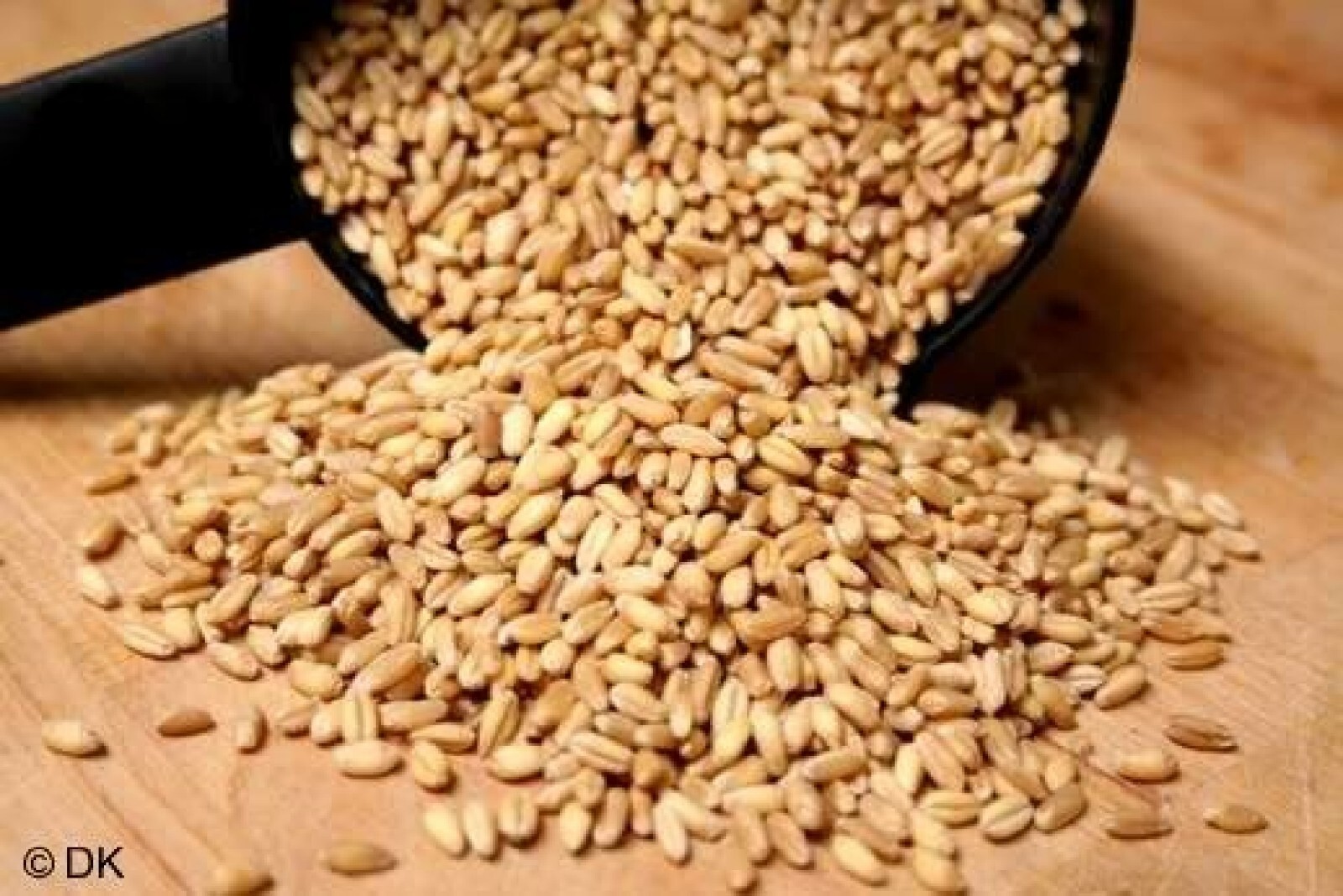 Organic Einkorn {Triticum m.}90% Germ | NonHybrid | 200+Seeds Free Shipping! gallery