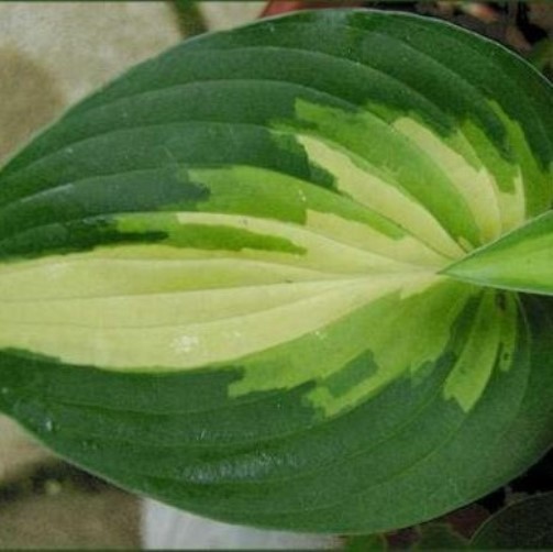 hosta ANN KULPA medium shiny thick pointed 2.5" pot = 1 Potted Garden Plant gallery