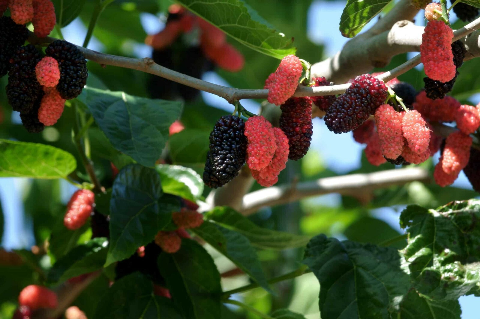 Dwarf Everbearing Mulberry get fruit right away Live Plant Free shipping gallery