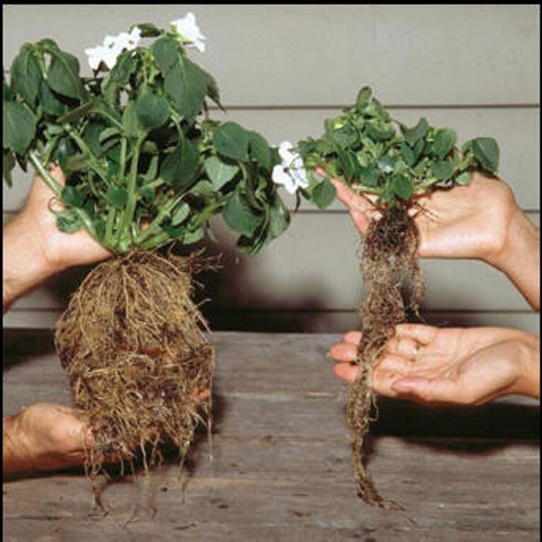 Rootblast - Plant Growth Formula gallery