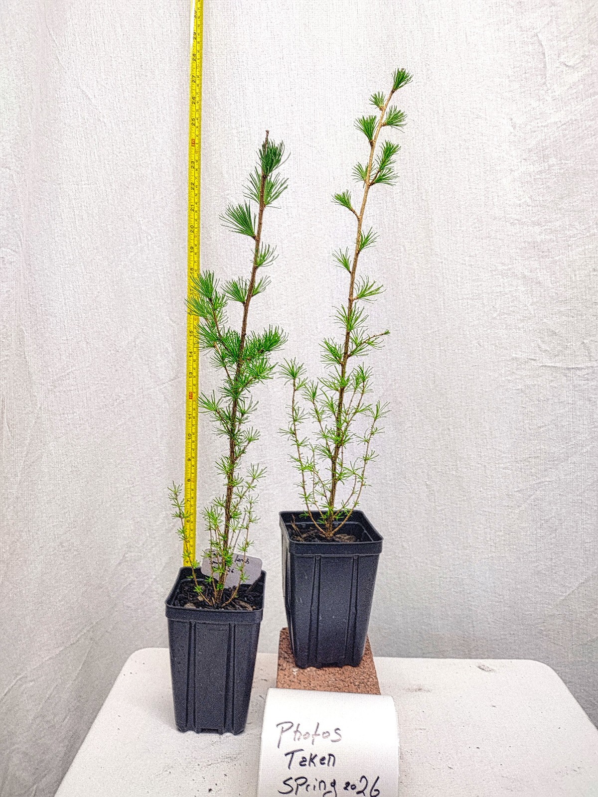 Japanese Larch 1 Year old Potted Tree. Pre Bonsai or Landscape. Larix Kaempferi. gallery