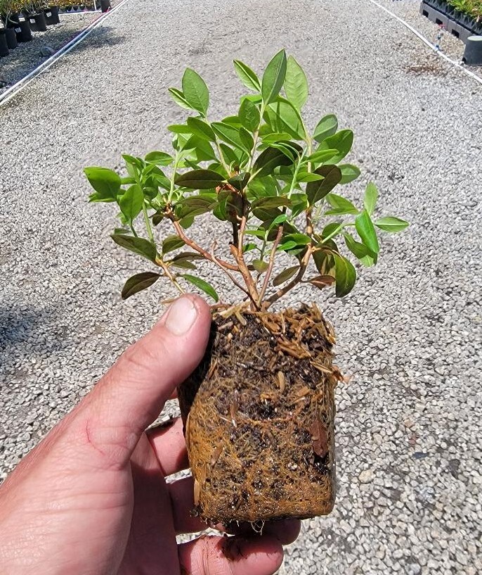 ( 1 ) - Catawba Boursault Rhododendron - Starter Plant ( 7L ) ( 1 live plant ) gallery
