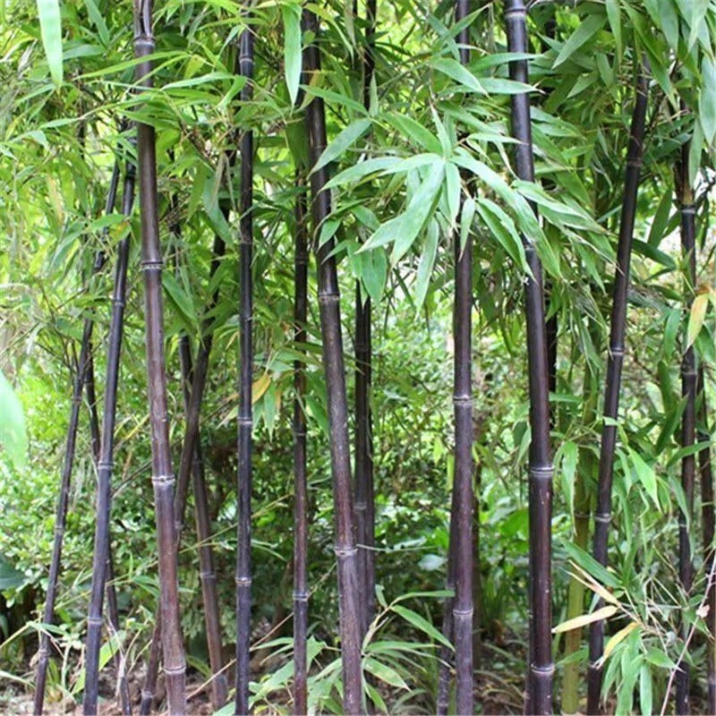 52+Black Bamboo seeds Decoration Cold Resistance gallery