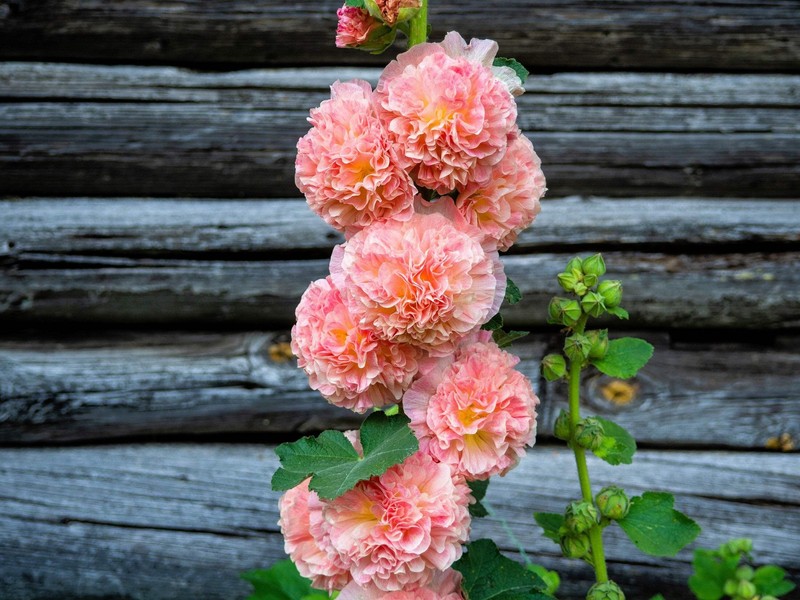 50 Dwarf Double HOLLYHOCK MAJORETTE MIX Alcea Rosea Red Pink White Flower Seeds gallery
