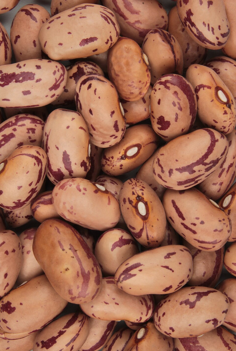 Roman Beans (Cranberry Beans), from Puerto Rico, fresh seeds, NON GMO gallery