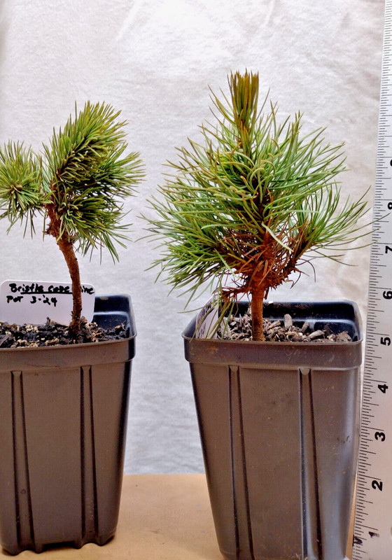 Bristlecone Pine tree in small nursery pot. Natural dwarf. Pre Bonsai Landscape gallery