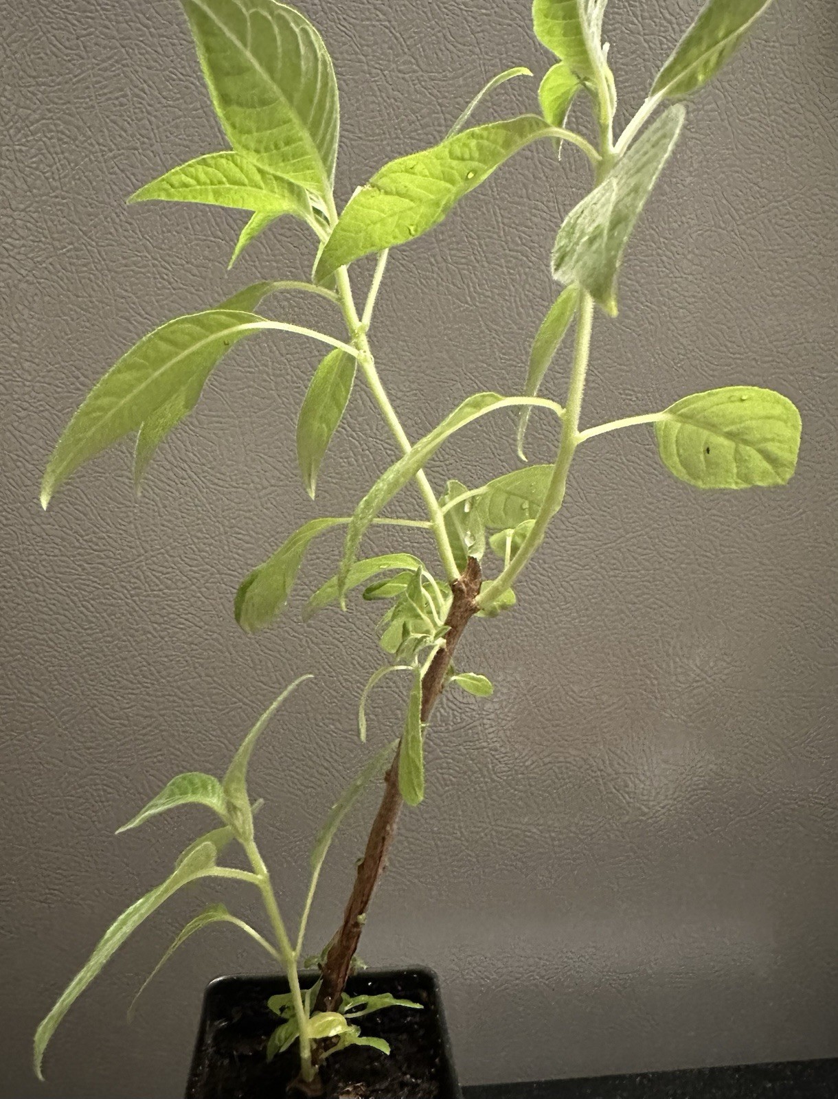 Fuchsia Boliviana Alba gallery