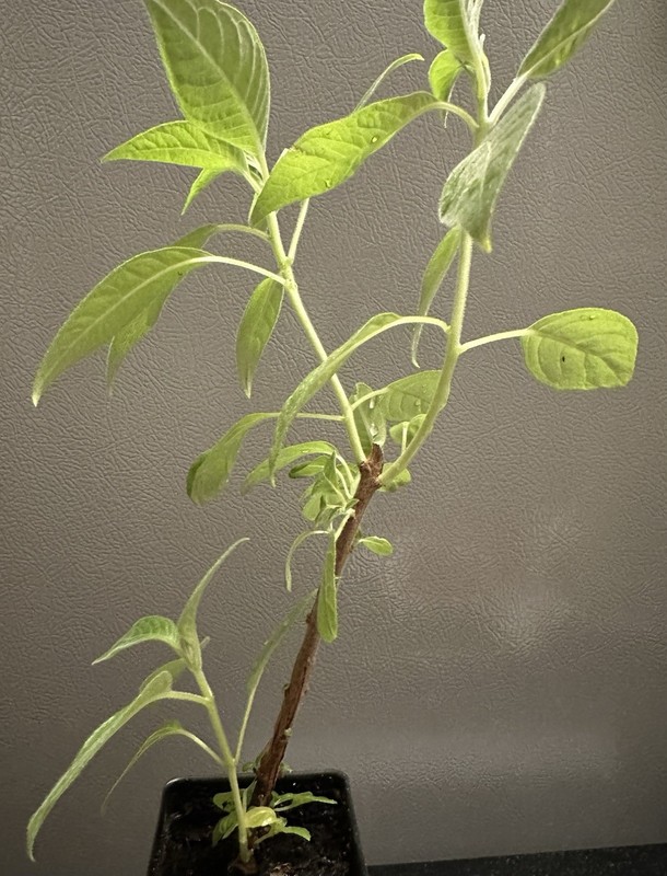 Fuchsia Boliviana Alba gallery