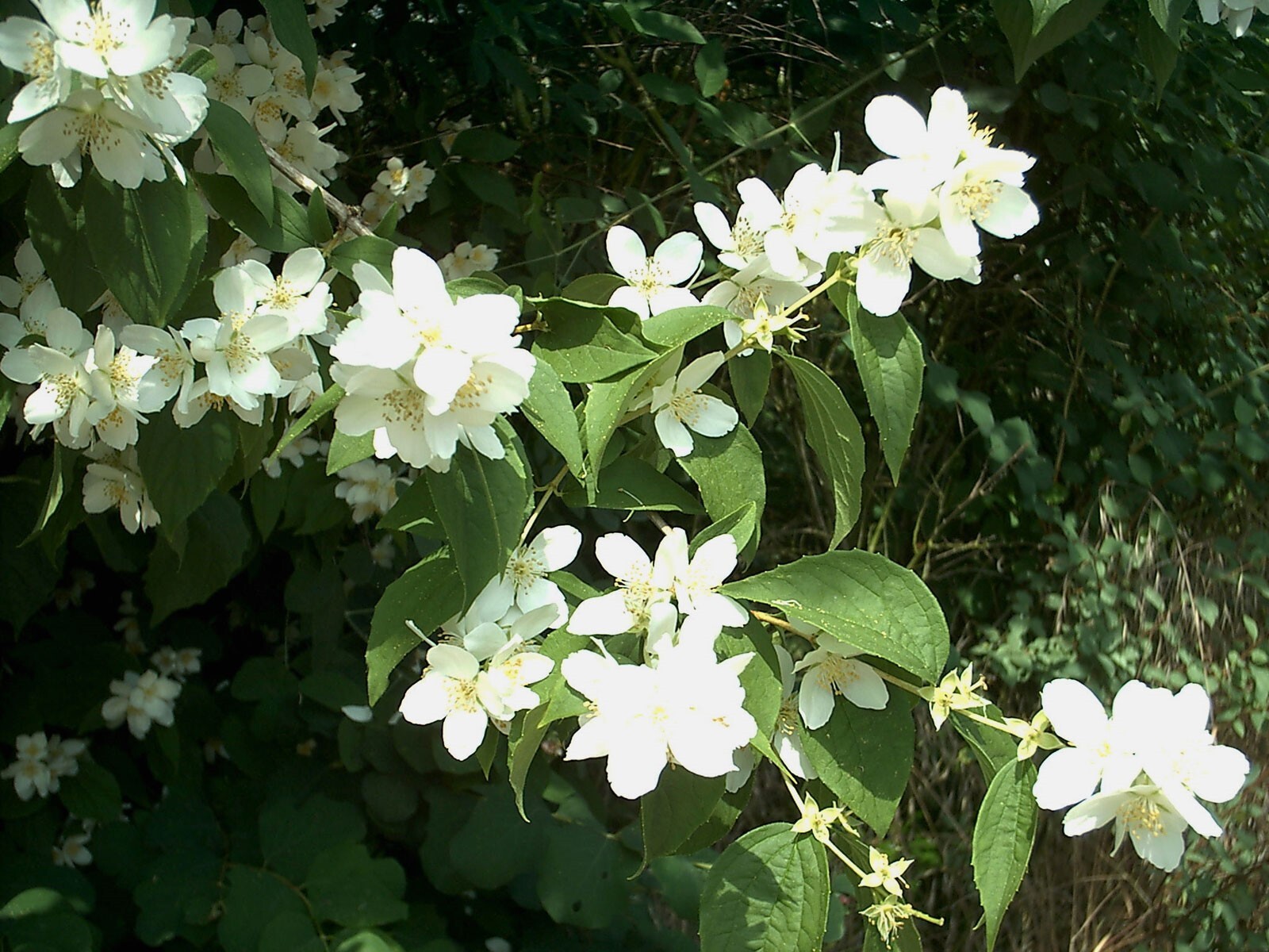 Philadelphus coronarius | English Dogwood | Sweet Mock Orange | 200_Seeds gallery