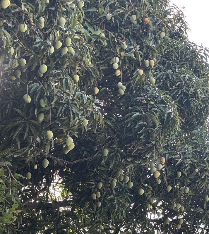 $100 $200+ Grafted Mango Tree FORGETABOUTIT Polyembryonic Clone 2 Yrs To Fruit gallery