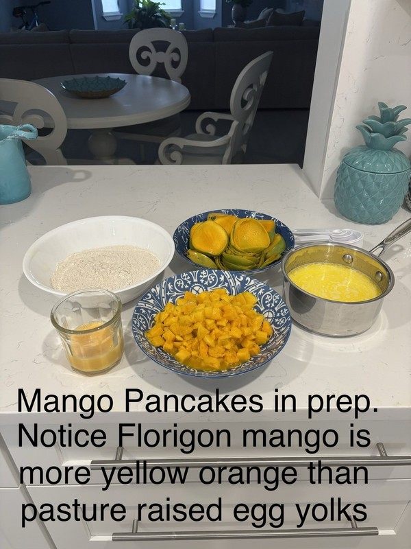 $100 $200+ Grafted Mango Tree FORGETABOUTIT Polyembryonic Clone 2 Yrs To Fruit gallery