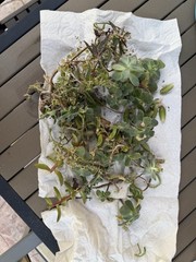 Succulent Aeonium Cutting/Leaf, Arid Climate, Draught Resistant, Green
