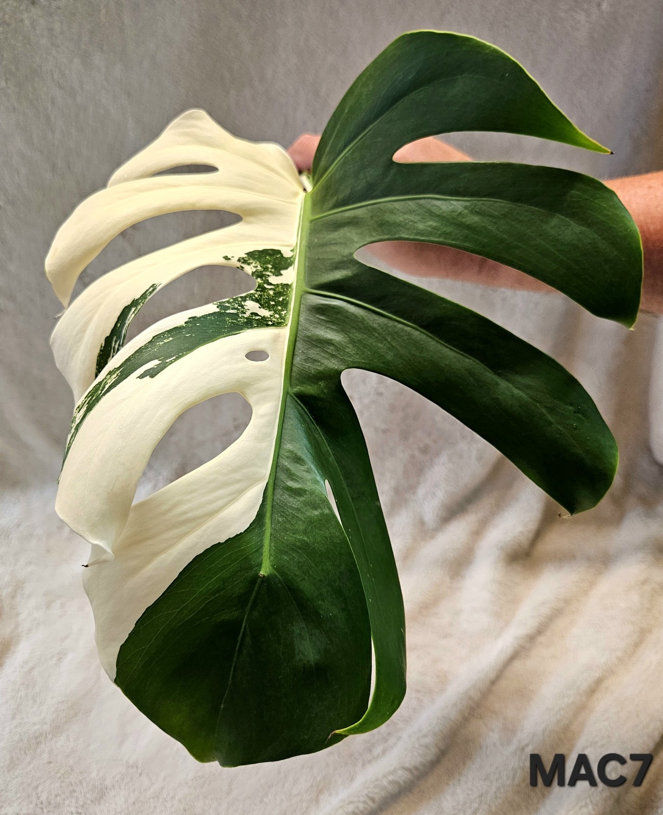 Highly Variegated Monstera Albo Premium Cutting with Fenestrations gallery