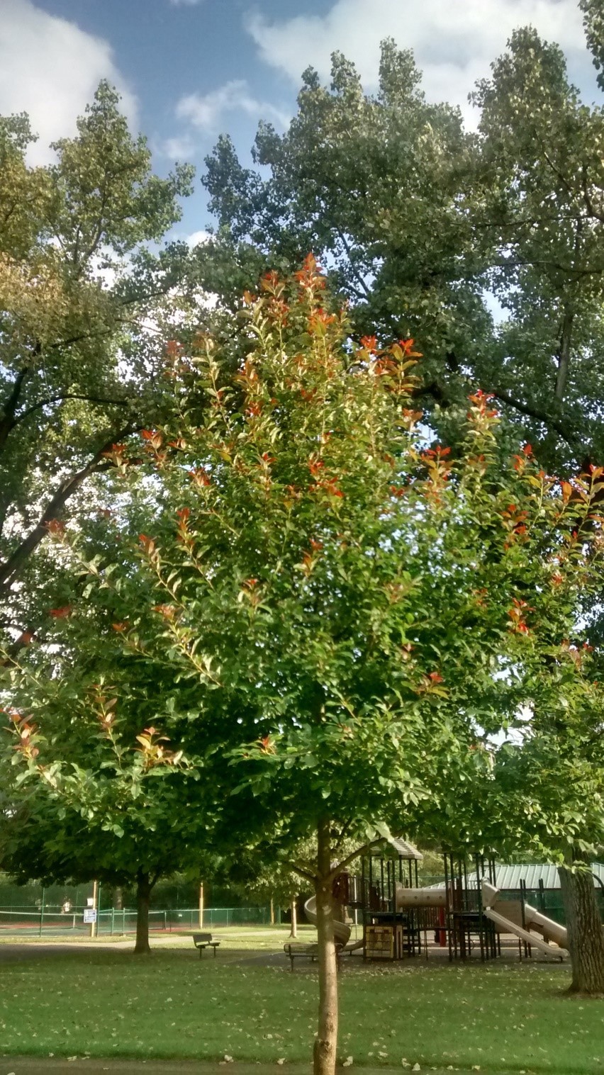 Black Gum tree quart pot (Nyssasylvatica) gallery