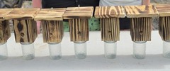 Carpenter Bee Catcher