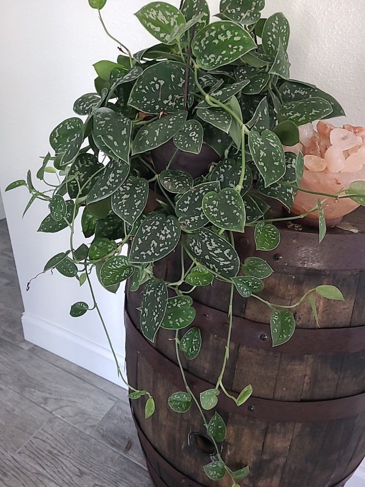 Silver Satin Pothos 3 node fresh CUTTING - Scindapsus Pictus Plant Houseplant