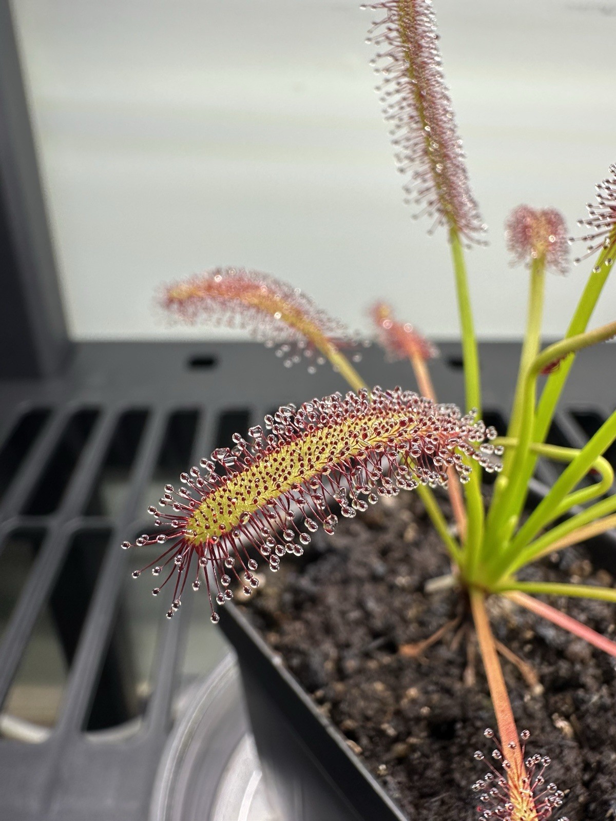 Cape Sundew - Drosera Capensis Typical - Carnivorous Plant - Very easy to grow! gallery