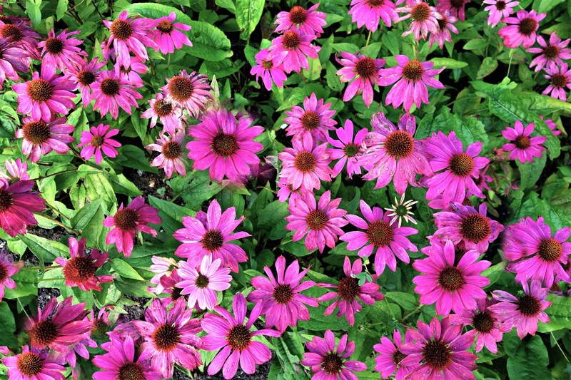 1000 Bulk BRIGHT STAR CONEFLOWER Echinacea Purpurea Bright Pink Flower Seeds gallery