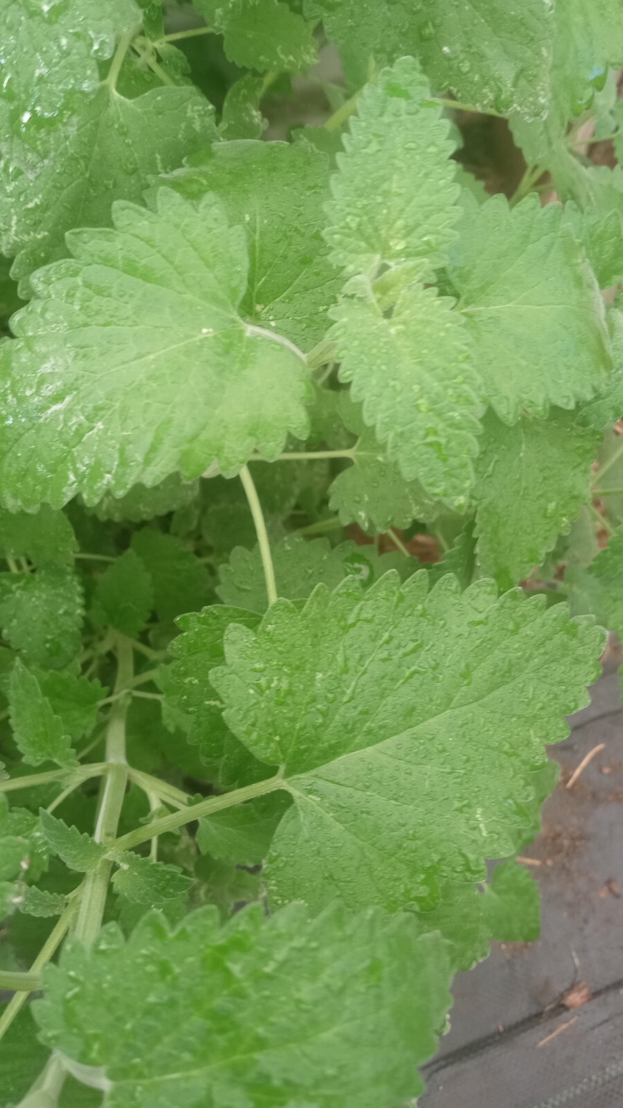 Pure CAT NIP, Excellent Quality and Quantity. Organic, Non Gmo, Arizona Grown, gallery