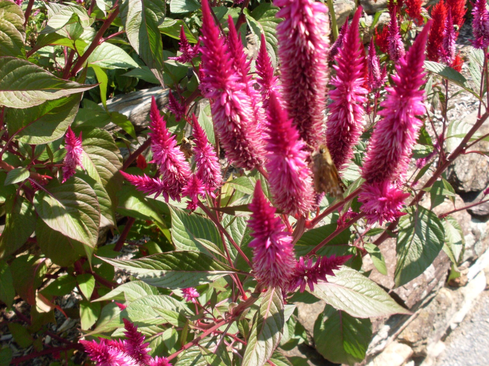 Fuchsia Purple Celway Celosia (300+ Seeds) gallery