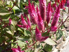 Fuchsia Purple Celway Celosia (300+ Seeds)