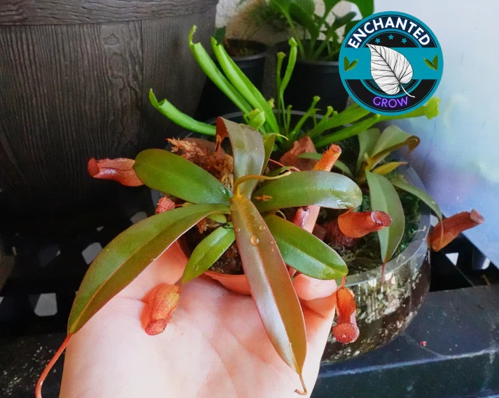 Nepenthes Bloody Mary Carnivorous Pitcher Plant 2" Potted Lush gallery