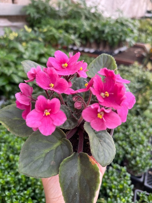 African Violet 4" Pot gallery