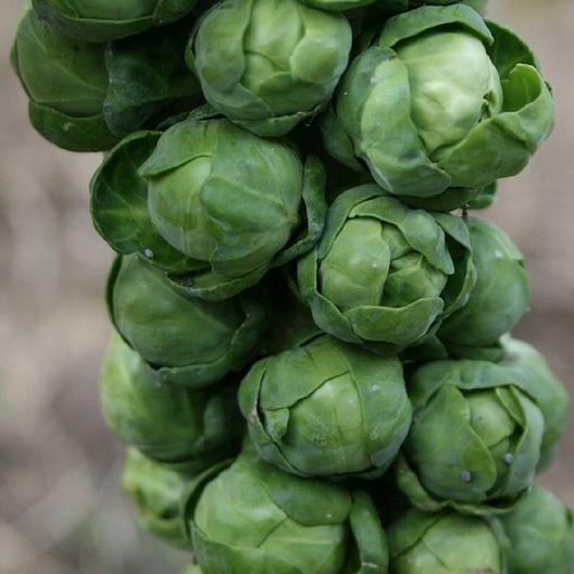 1000 Long Island Improved Brussels Sprouts Seeds Non-GMO Heirloom USA Seller gallery