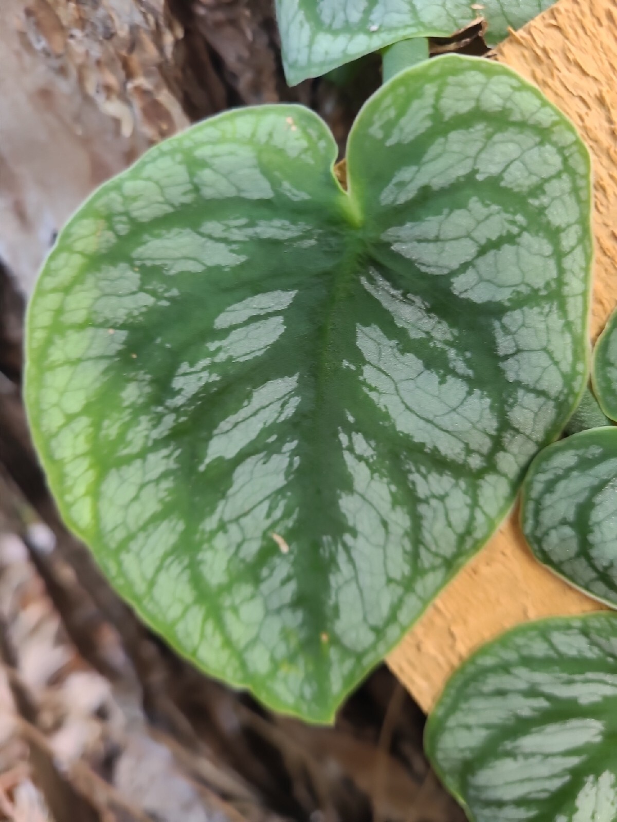 Monstera Dubia Unrooted 1 Node FRESH CUTTING plant Us Seller gallery