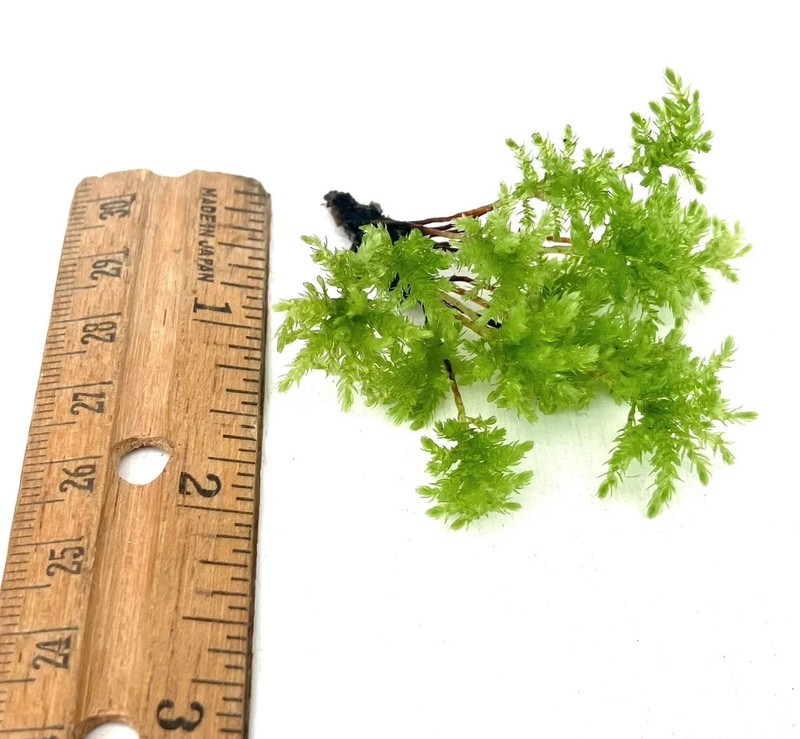 Climacium Tree Moss 15 pcs (Dendroides / Americanum) Live Moss for Terrarium gallery