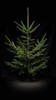 Ten (10) Fast Growing NORWAY SPRUCE 37"-48" Fresh dug 6 year Trees Wind Privacy gallery