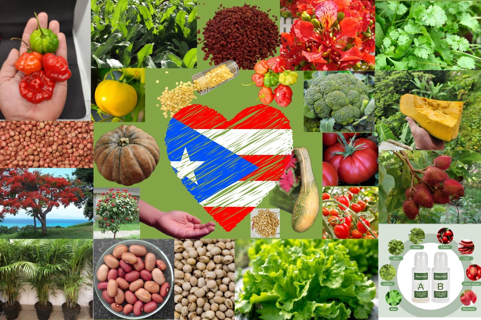 Semillas de Puerto Rico, High Quality Seeds, sofrito, hydroponic, garden, NonGMO gallery