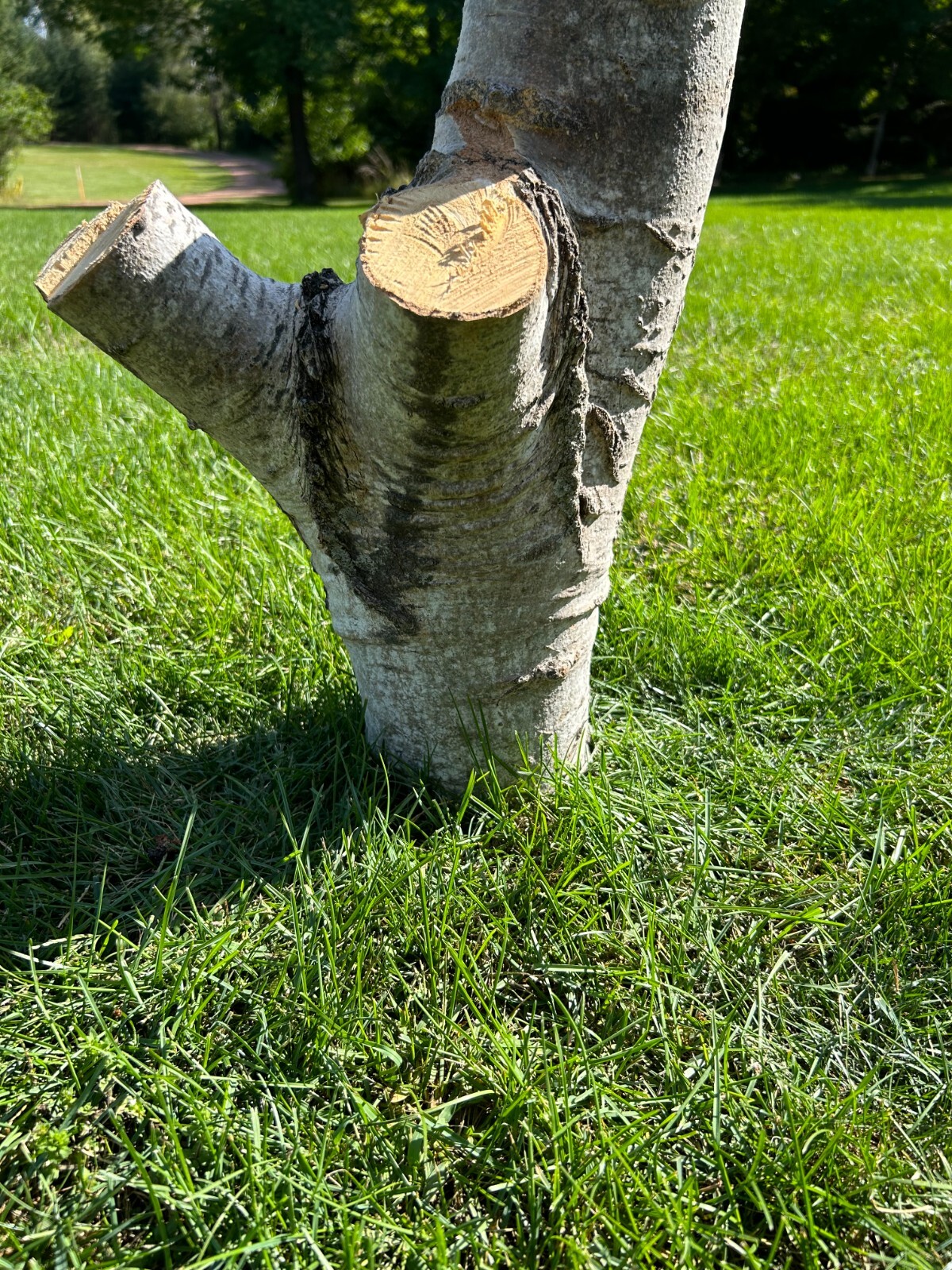 Aspen Log Approximately 16 Inches High with a Base about 5 inches in Diameter gallery