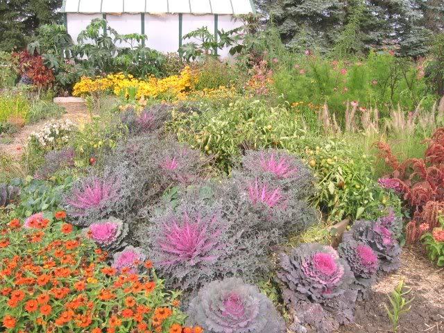 50 MIXED ORNAMENTAL CABBAGE Flowering Brassica Oleracea Seeds *Comb S/H gallery