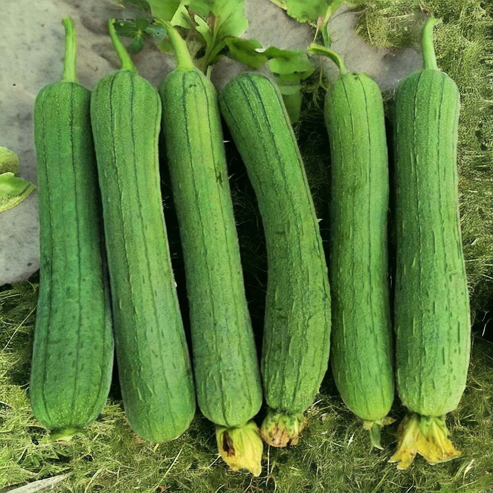 30pcs Luffa Chubby Pier Gourd Seeds - Non-GMO, Loofah Sponge Gourd Seeds. gallery