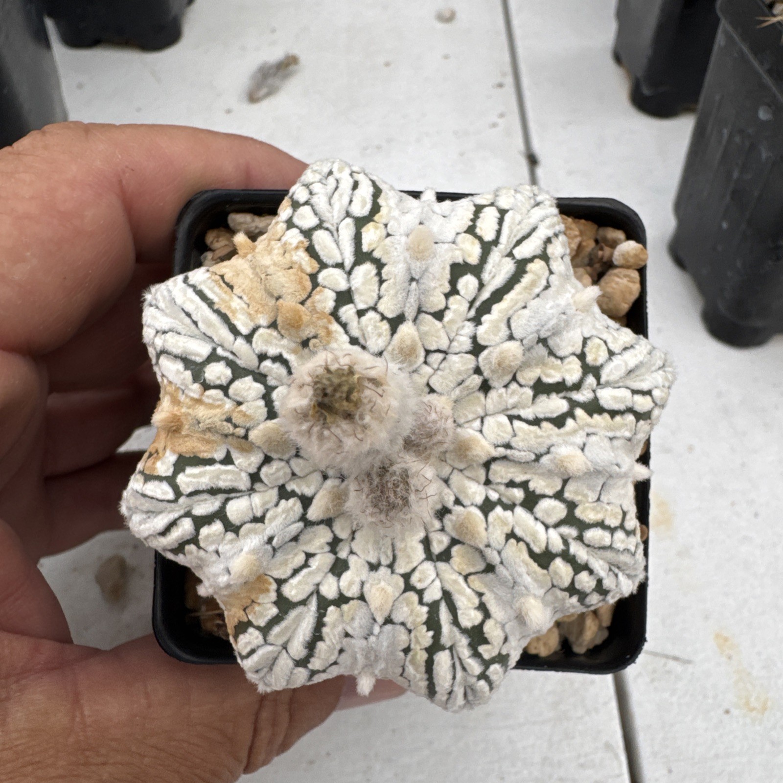 Astrophytum asterias superkabuto Star shaped Cactus Succulent gallery