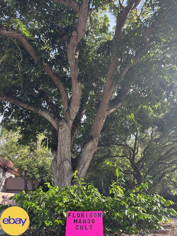 $100 $200+ Grafted Mango Tree FORGETABOUTIT Polyembryonic Clone 2 Yrs To Fruit gallery