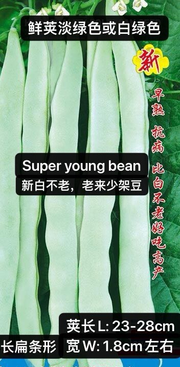 60Ct Super young bean seeds Stringless Pole Bean Heavy producer60粒高产新白不老、老来少架豆种子 gallery