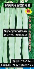 60Ct Super young bean seeds Stringless Pole Bean Heavy producer60粒高产新白不老、老来少架豆种子