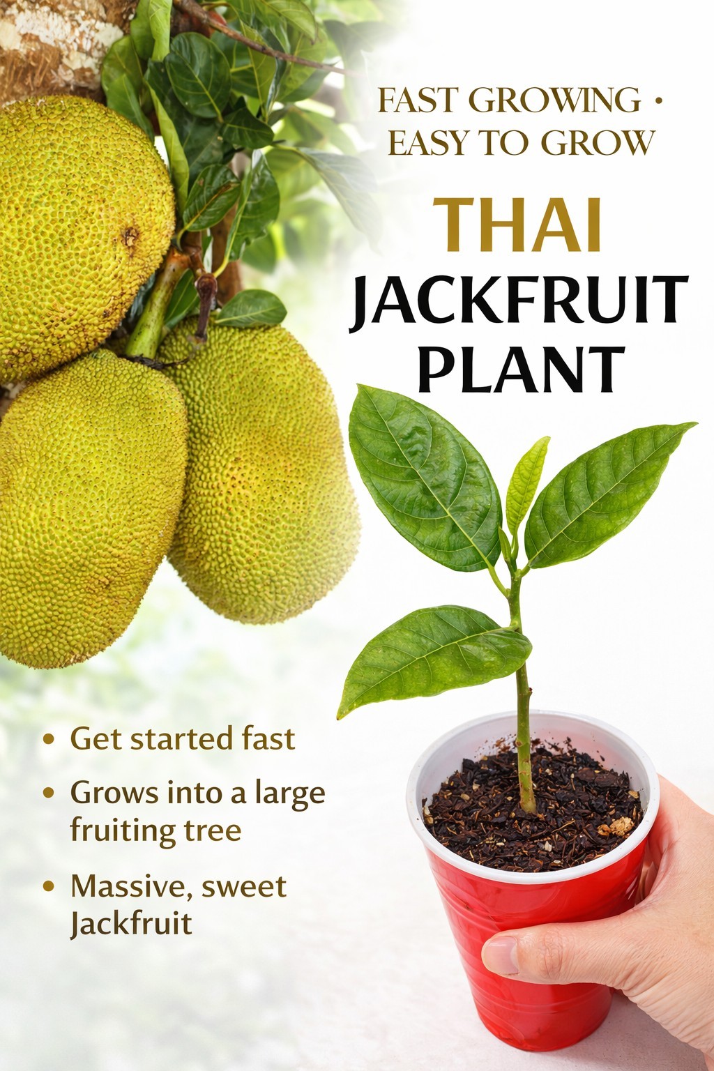 Thai Jackfruit Tree LIVE Plant | 5-8 Inches |Fast Growing Tropical Fruit Organic gallery