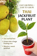 Thai Jackfruit Tree LIVE Plant | 5-8 Inches |Fast Growing Tropical Fruit Organic