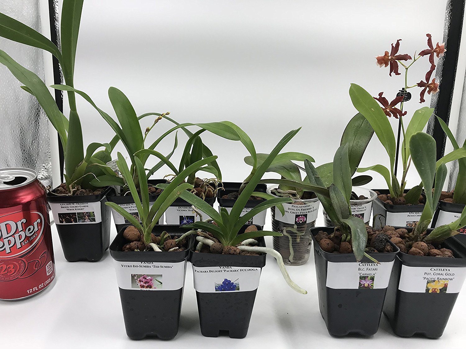5+ Live Orchids (Cattleya,Oncidium,Dendrobium,Vanda,Phalaenopsis) gallery